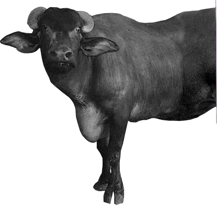 buffalo