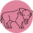 75-100 buffaloes
