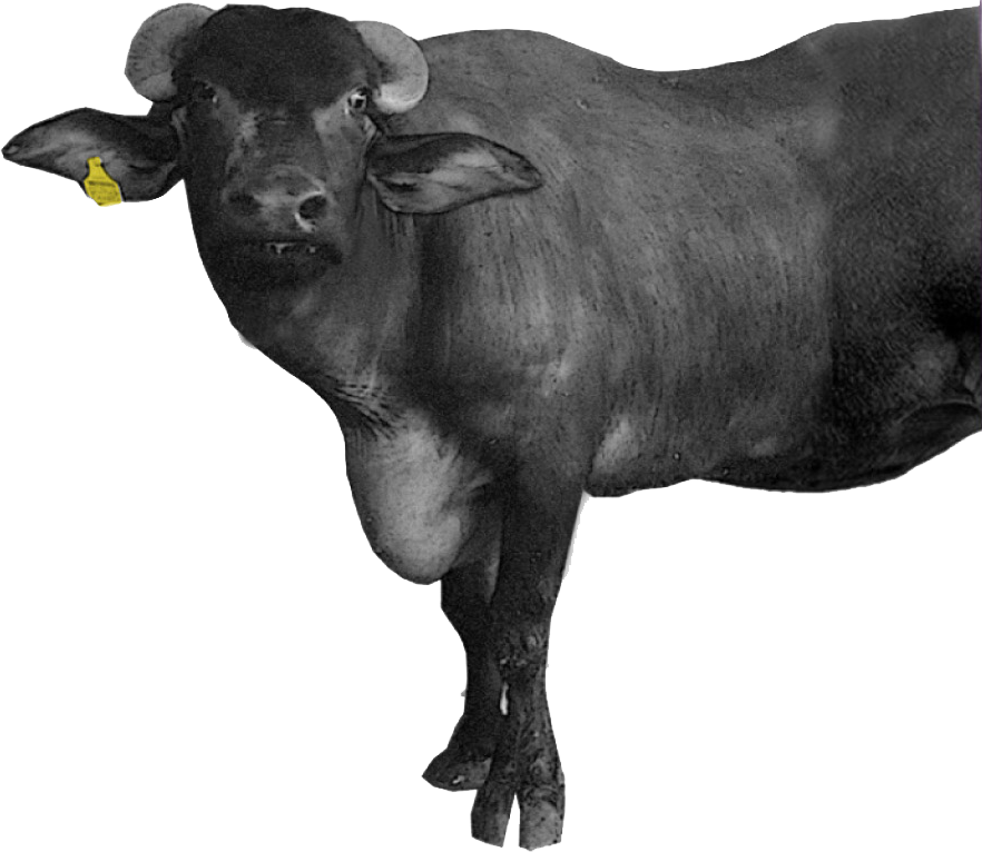 Who the Murrah buffalo