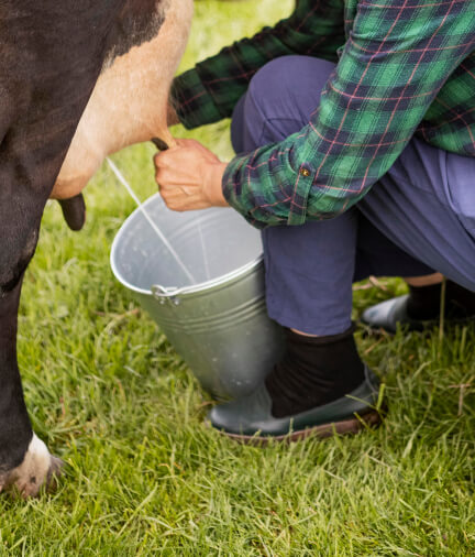 5 reasons you should give your family buffalo milk